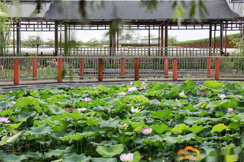 假日游客量創(chuàng)新高，白云觀光園農(nóng)產(chǎn)品零售迎來新熱潮