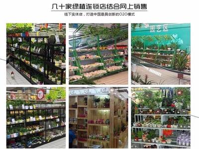 從創(chuàng)意到財(cái)富 90后小伙如何以商業(yè)思維玩轉(zhuǎn)盆景，年銷7500萬(wàn)